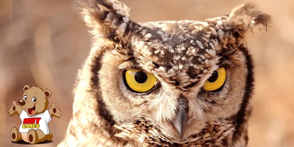 Hot-Cares-Assists-Owl-Rescue-Centre