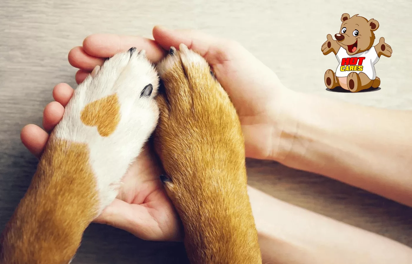 HOT-Cares-Gets-Behind-the-Animal-Protection-Network-with-Vital-Funding HOT-Cares-Gets-Behind-the-Animal-Protection-Network-with-Vital-Funding