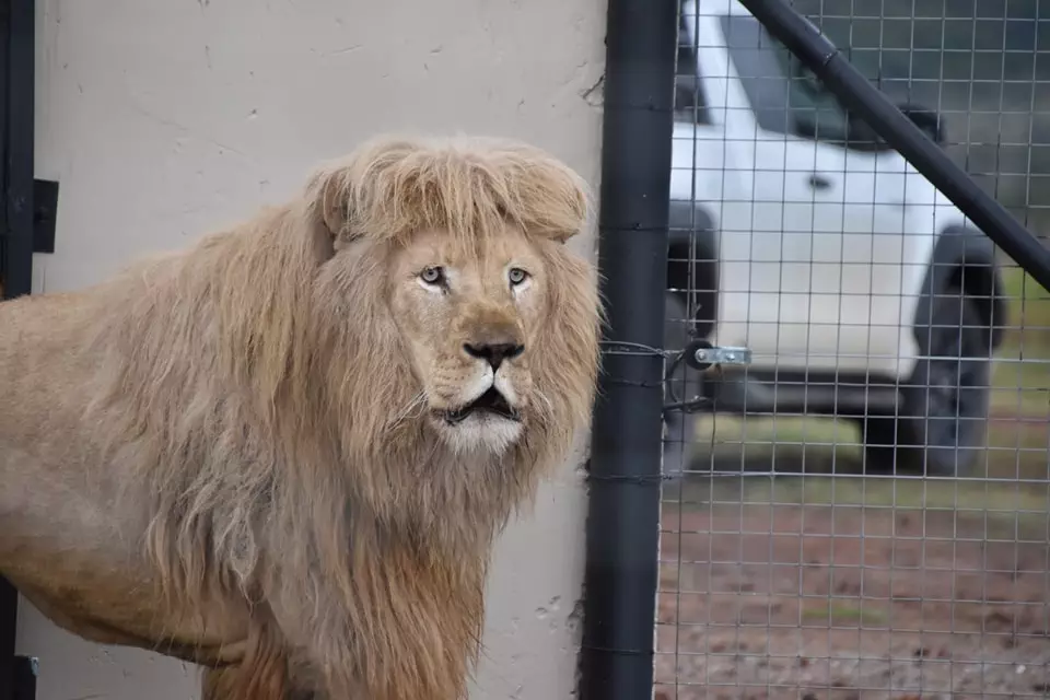 mannie the lion