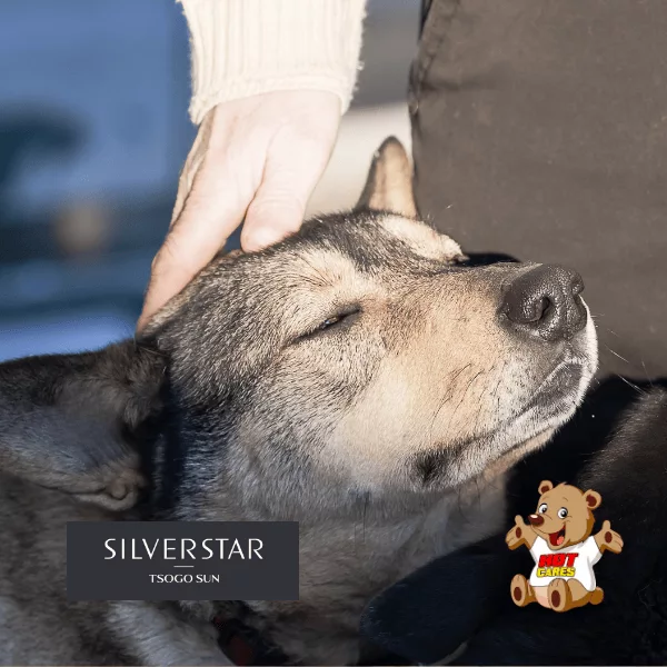 HOT CARES - SILVERSTAR (1)